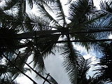 Palms